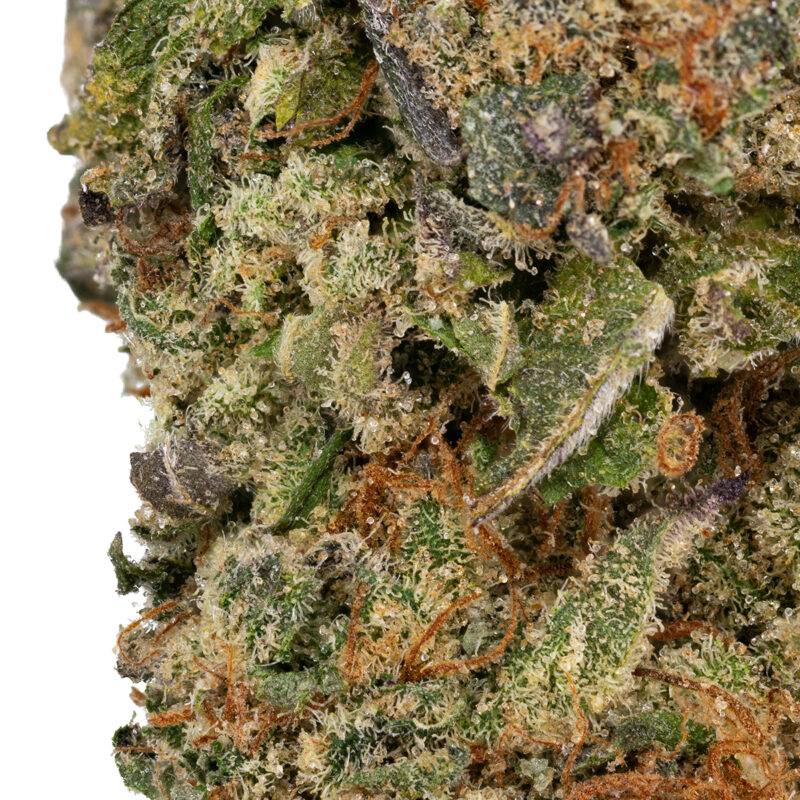 MIMOSA - Image 2