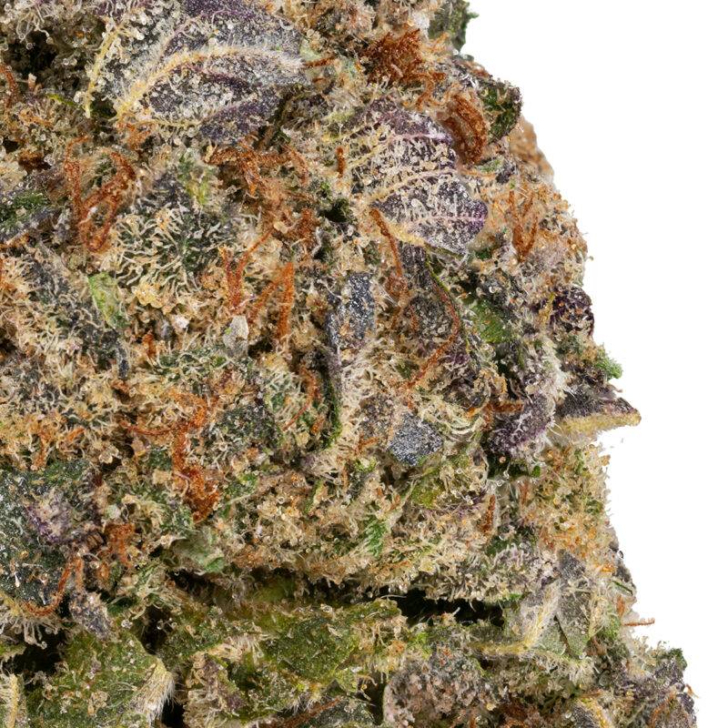 MIMOSA - Image 3