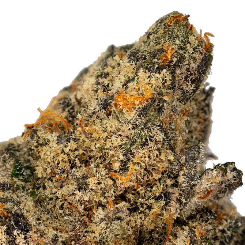 GUZZLERS - Image 4