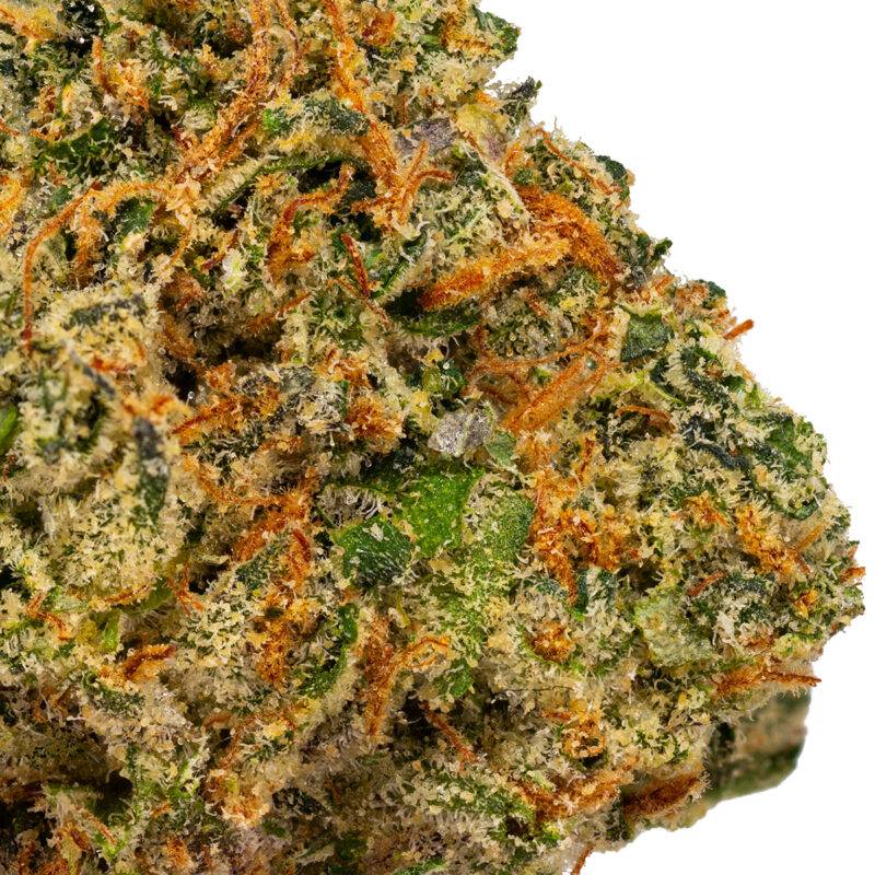 RED TREACLE - Image 4