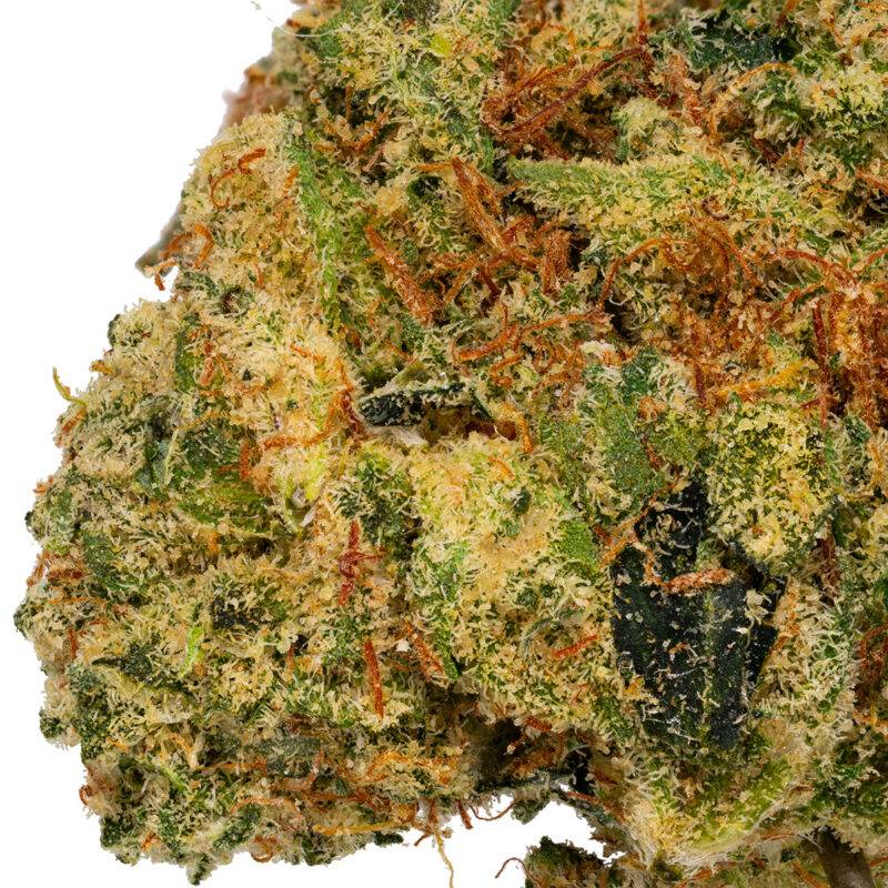 SOUR DENSUKE - Image 7