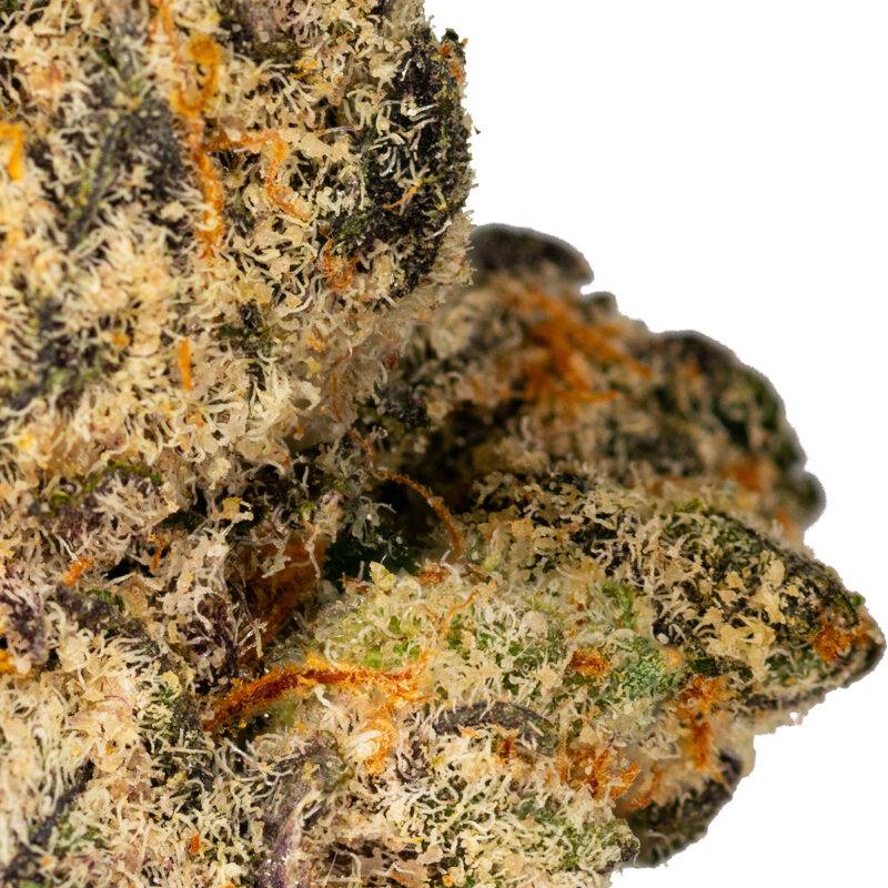 GUZZLERS - Image 5